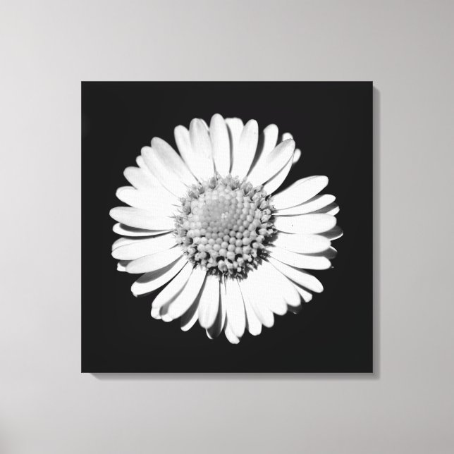 Black White Daisy Floral Art Botanical Photography Canvas Print (Front)