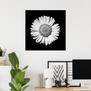 Black White Daisy Floral Art Botanical Photography Poster