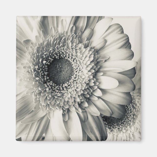 Black white daisy flower photo magnet (Front)