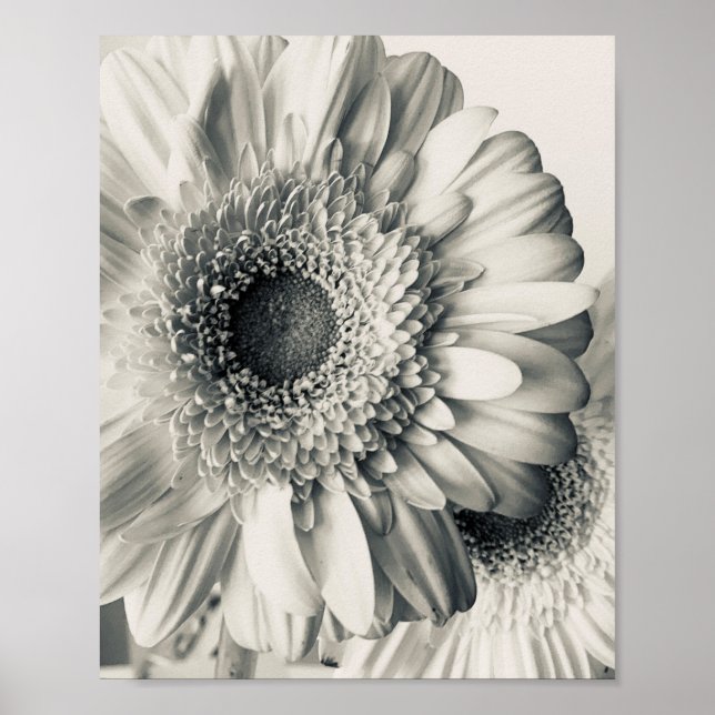 Black white daisy flower photo poster (Front)