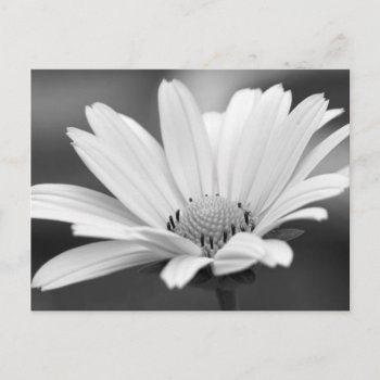 Black White Daisy Zazzle Postcards by Designs_Accessorize at Zazzle