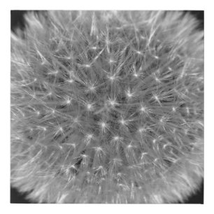 Black & White Dandelion Flower Seedhead Photo Faux Canvas Print