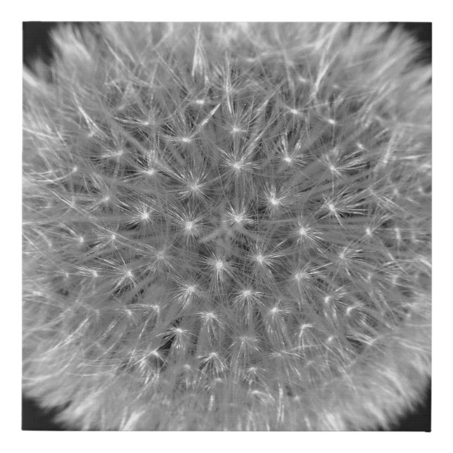 Black & White Dandelion Flower Seedhead Photo Faux Canvas Print (Front)