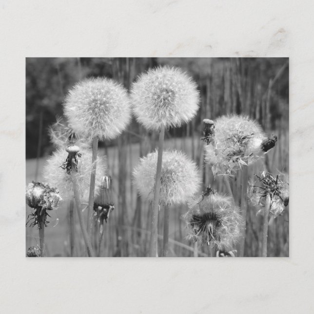 Black & White Dandelions Postcard (Front)