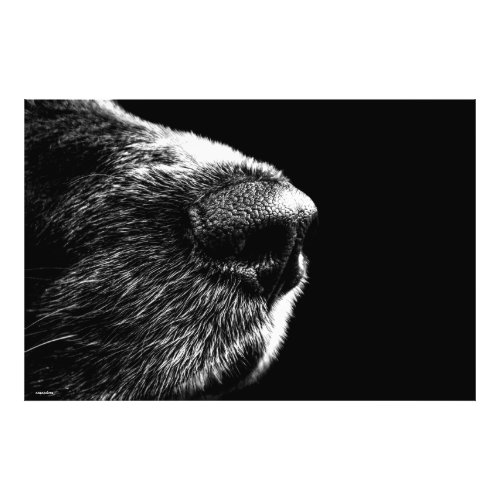 Black white dog nose photo poster modern art