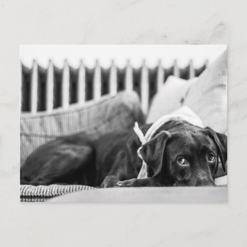 Black  White Dog Relaxing Sleepy Chocolate Lab Postcard