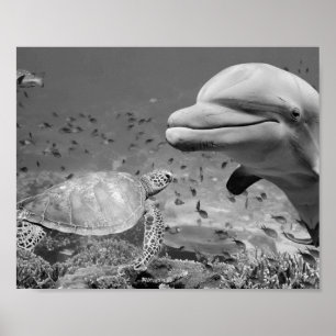 Black White Dolphin Sea Turtle Fish Printable Art  Poster