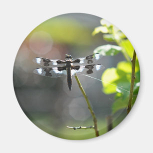 Black & White Dragonfly Magnet