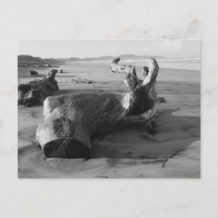 Black & White Driftwood Beach Photograph Postcard
