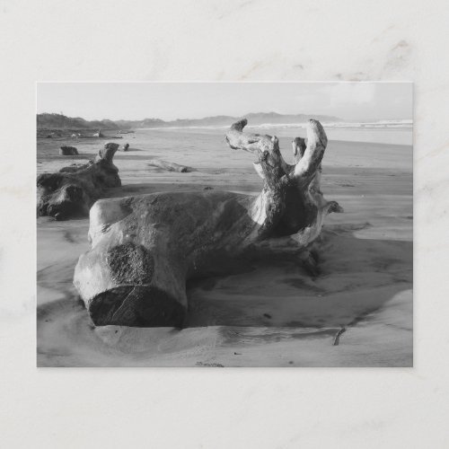 Black  White Driftwood Beach Photograph Postcard