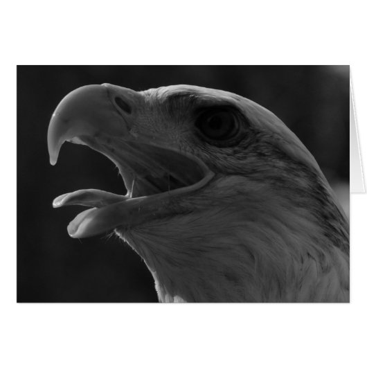 Black & White Eagle Cards (Front Horizontal)