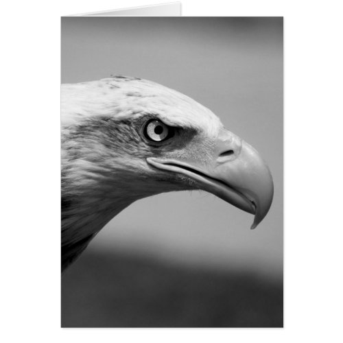 Black  White Eagle Eye