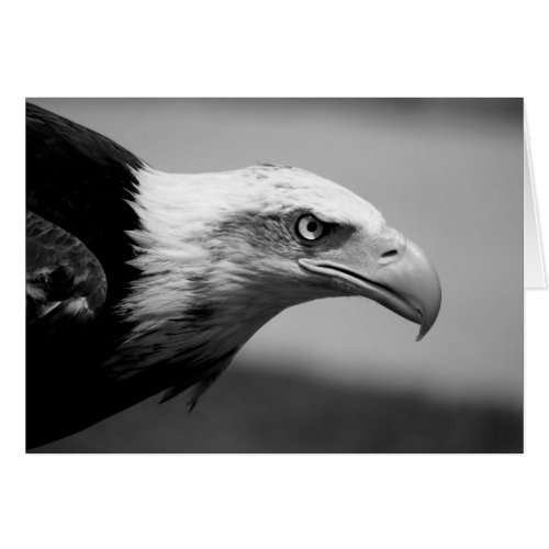 Black  White Eagle Eye