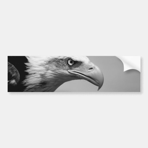 Black  White Eagle Eye Bumper Sticker