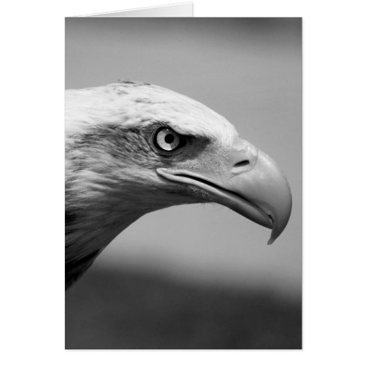 Black & White Eagle Eye Cards (Front)