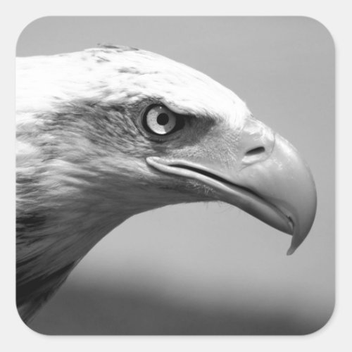 Black  White Eagle Eye Square Sticker