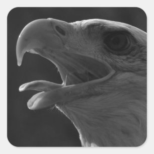 Black & White Eagle Square Sticker