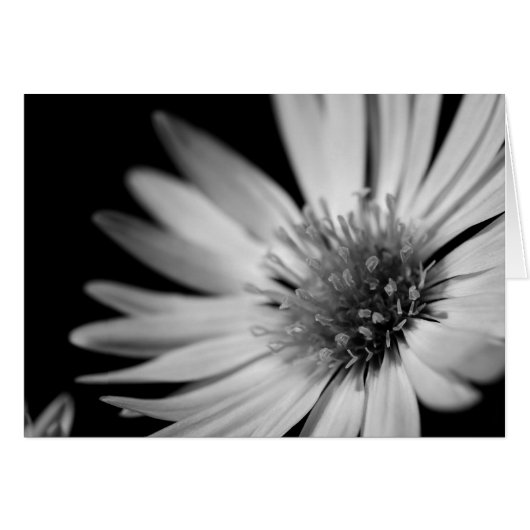 Black & White Flower (Front Horizontal)