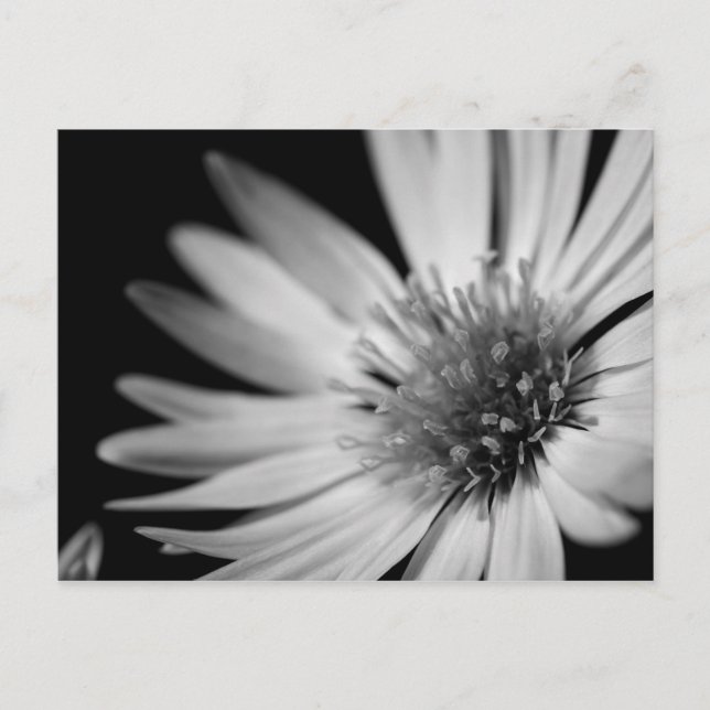 Black & White Flower Postcard (Front)