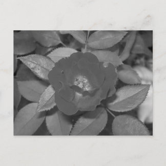 Black & White Flower Postcard