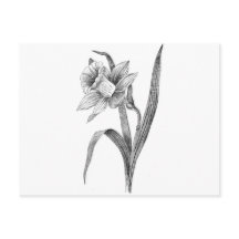 black white flowers daffodil vintage