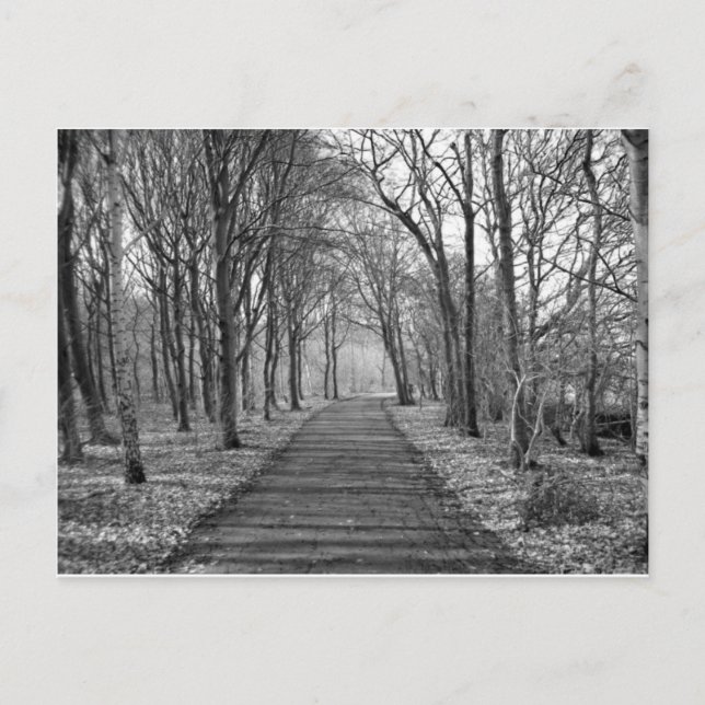 Black/White Forest Postcard (Front)