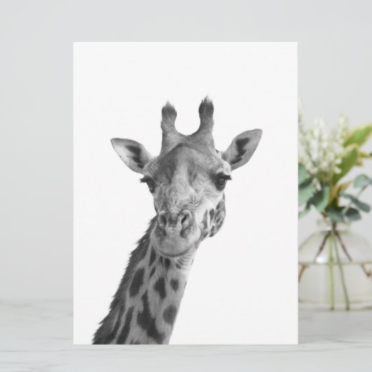 Black & White Giraffe (Standing Front)