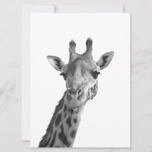 Black & White Giraffe