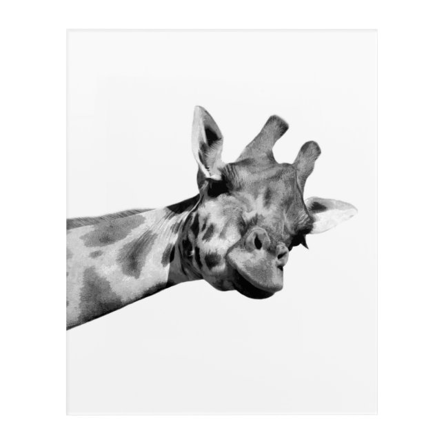 Black white giraffe african animal peekaboo photo acrylic print (Front)