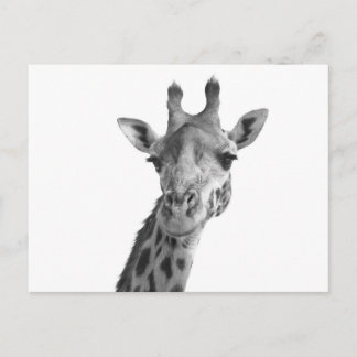 Black & White Giraffe Postcard