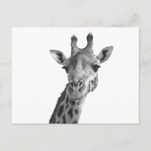 Black & White Giraffe Postcard (Front)