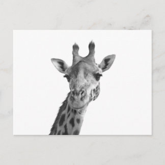 Black & White Giraffe Postcard