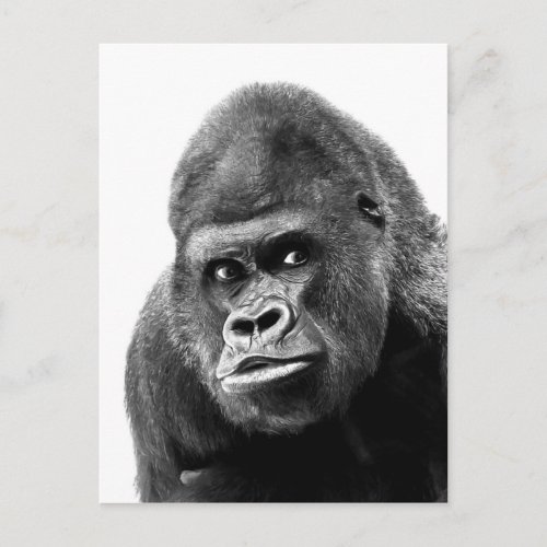 Black White Gorilla Postcard