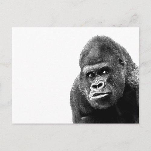 Black White Gorilla Postcard