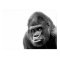 Black White Gorilla