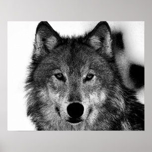 Black & White Grey Wolf Artwork Poster