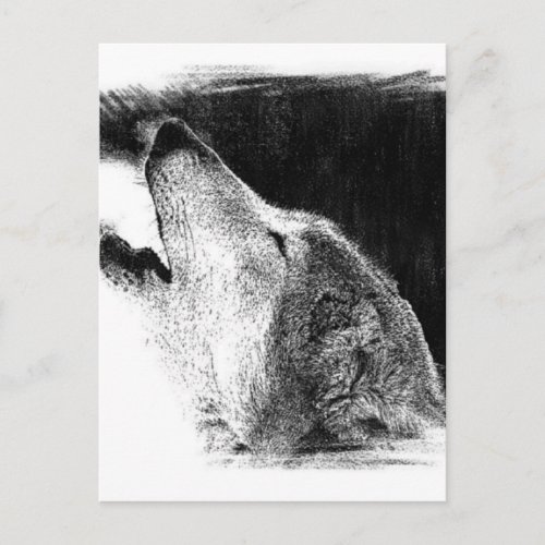Black  White Grey Wolf Sketch Artwork Postcard
