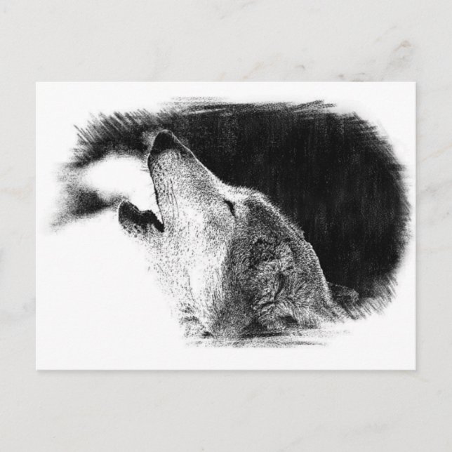 Black & White Grey Wolf Sketch Artwork Postcard (Front)