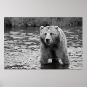 Grizzly Bear  Posters, Impressions artistiques, Décoration murale