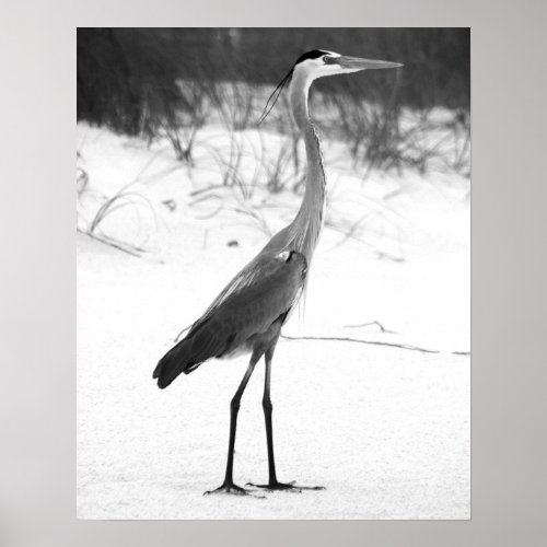 Black  White Heron Standing on the Sandy Beach Poster