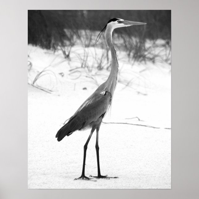 Black & White Heron Standing on the Sandy Beach Poster (Front)