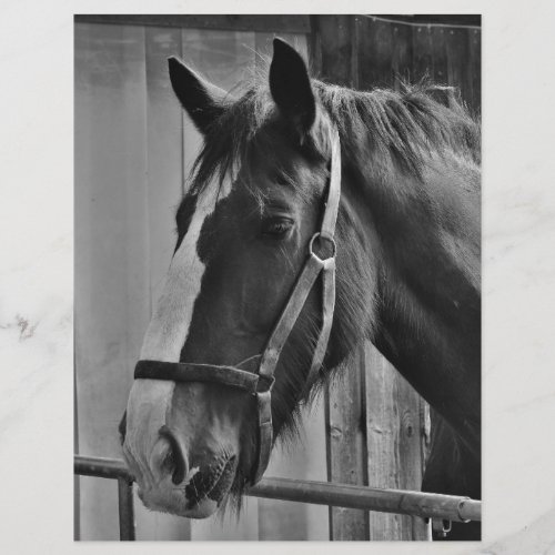 Black White Horse _ Animal Photography Art