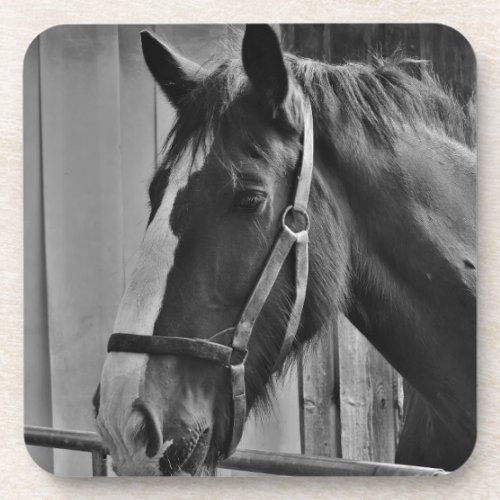 Black White Horse _ Animal Photography Art Beverage Coaster