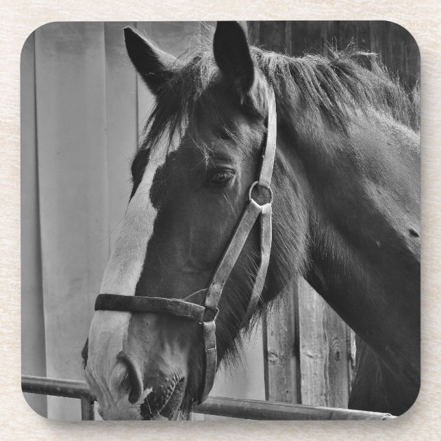 Black White Horse - Animal Photography Art Beverage Coaster (Front)