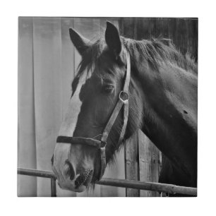 Black White Horse - Animal Photography Art Ceramic Tile