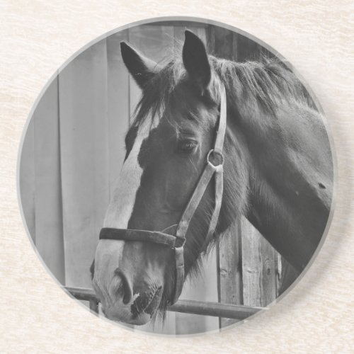 Black White Horse _ Animal Photography Art Drink Coaster