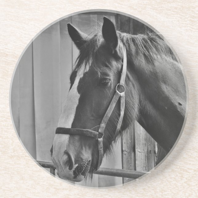 Black White Horse - Animal Photography Art Drink Coaster (Front)