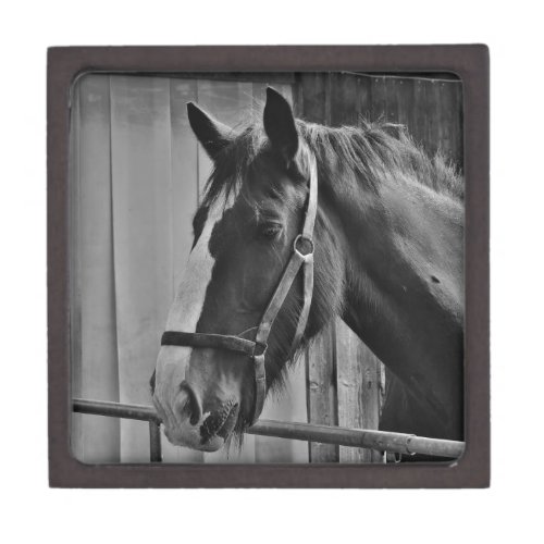 Black White Horse _ Animal Photography Art Keepsake Box