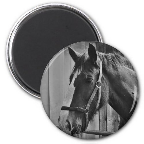 Black White Horse _ Animal Photography Art Magnet