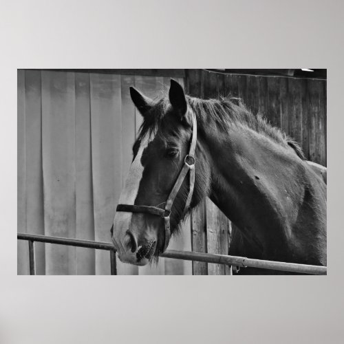 Black White Horse _ Animal Photography Art Poster